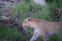 Erste Pirschfahrt am Nachmittag im Timbavati Naturreservat in Südafrika