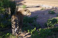 Erste Pirschfahrt am Nachmittag im Timbavati Naturreservat in Südafrika