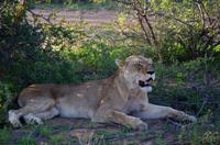 Erste Pirschfahrt am Nachmittag im Timbavati Naturreservat in Südafrika