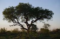 Erste Pirschfahrt am Nachmittag im Timbavati Naturreservat in Südafrika