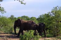 Dritte Pirschfahrt am Nachmittag im Timbavati Naturreservat in Südafrika