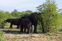 Dritte Pirschfahrt am Nachmittag im Timbavati Naturreservat in Südafrika