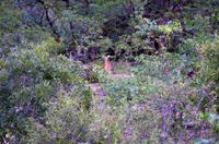 Dritte Pirschfahrt am Nachmittag im Timbavati Naturreservat in Südafrika