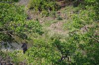 Vierte und letzte Pirschfahrt am Vormittag im Timbavati Naturreservat in Südafrika
