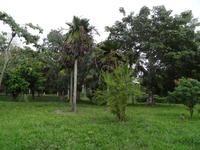 Copernicia-Palmen