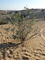 025 Dubai - Jeepsafari