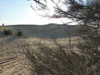 027 Dubai - Jeepsafari