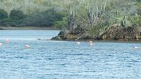 Flamingos im Gotomeer auf Bonaire