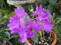 Lankester Botanischer Garten