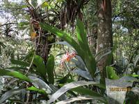 Lankester Botanischer Garten