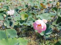 16.05_unterwegs nach Siem Reap