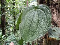 Braulio Carrillo Nationalpark