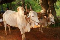 Ochsenkarrenfahrt am Nachmittag