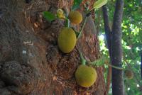 Jackfrucht im Botanischen Garten
