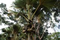 Coco de Mer im Botanischen Garten von Kandy
