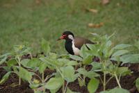Im Botanischen Garten in Kandy