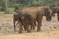 Elefantenwaisenhaus von Pinnawala