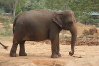 Elefantenwaisenhaus von Pinnawala