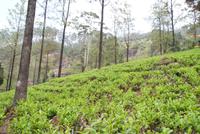 Teeplantage im Hochland