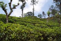 Teeplantage in Ella