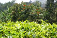 Afrikanischer Tulpenbaum im Hochland