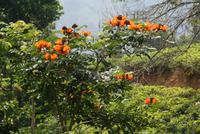 Afrikanischer Tulpenbaum im Hochland