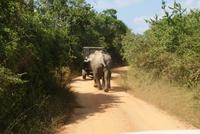 Elefanten im Yala Park