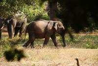 Elefanten im Yala Park