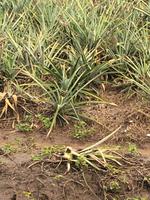 Suchbild - Wer findet die Ananas?