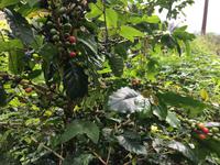 Kaffeepflanzen in den Blue Mountains