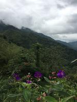 Blütenpracht in den Blue Mountains