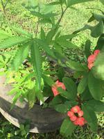 Pflanzen bei den Maroons ...