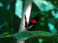Schmetterlinge und Kolibris ...