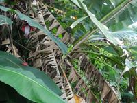 Ein Basilisk - grüner Bewohner Costa Ricas!