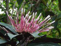Tropische Flora in Costa Rica
