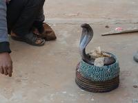 Indien, Jaipur, Cobra