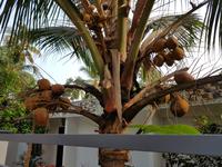 Indien, Kerala, Kokospalme