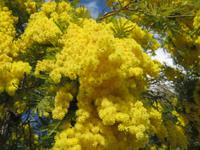 Mimosenblüte