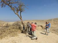 Ausflug ins Qara-Gebirge - Weihrauch-Baum