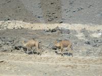 Ausflug zum Strand von Mughsayl - Kamele