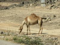 Ausflug zum Strand von Mughsayl - Kamele
