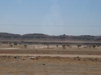 Ausflug zum Strand von Mughsayl- Weihrauch-Plantage