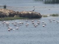 Ausflug in den Osten Dhofars - UNESCO-Weltkulturerbe Sumhuram - Flamingos in der Lagune