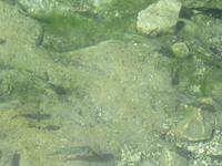 Ausflug in den Osten Dhofars - Besuch der Quellen von Ain Razat