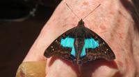 Schmetterling