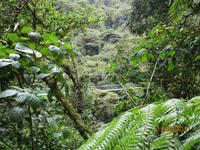 Hängebrücken im Santa Elena Nationalpark