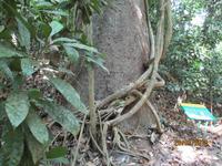 Carara-Nationalpark