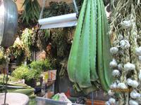 Marktstand in San José