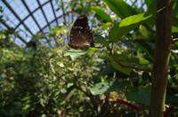 Penang Ausflug - Schmetterlingsfarm