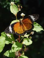 Penang Ausflug - Schmetterlingsfarm